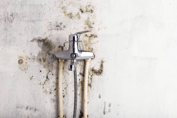 Best Basement Mold Remediation in St Rose, LA