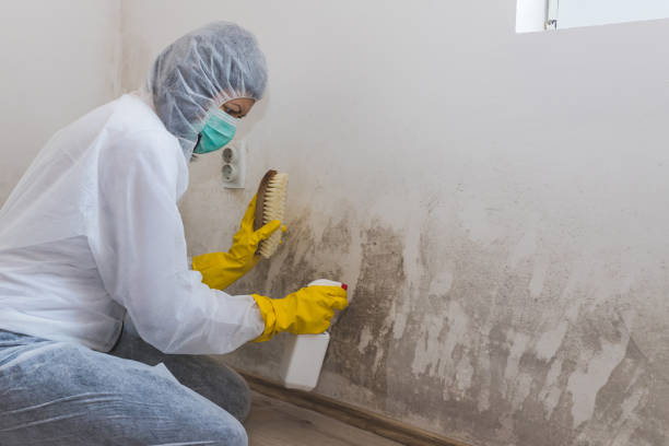 Best HVAC Mold Remediation in St Rose, LA