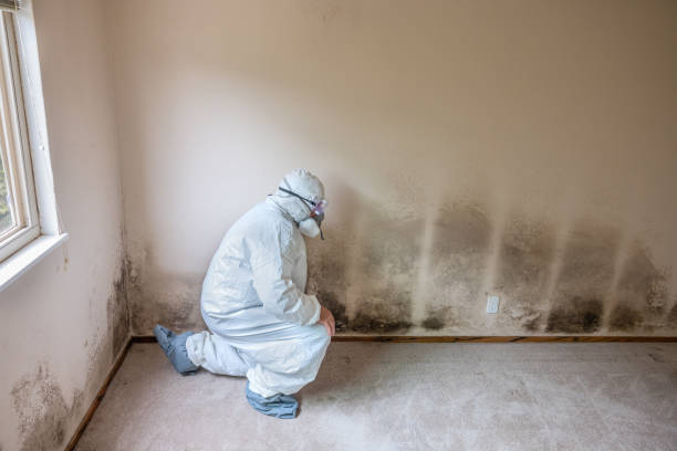 Best Post-Flood Mold Remediation in St Rose, LA
