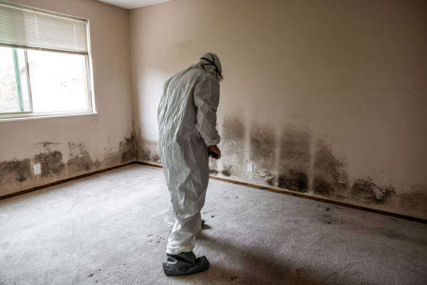Best Industrial Mold Remediation in St Rose, LA
